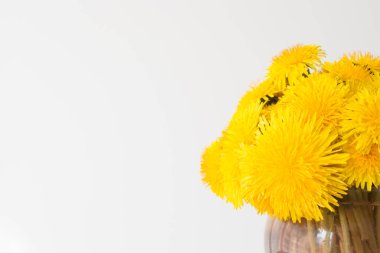  Beyaz arka planda büyük bir buket taze karahindiba. Model.