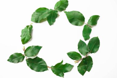 Beyaz arka planda tropikal yaprakları olan düz bir düzen. Kenarlardaki yaprak ve yaprakların yuvarlak çerçevesi, metin için alanı kopyala. 