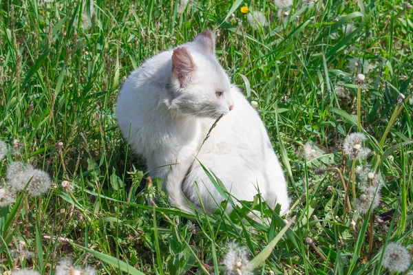 Dakloze Witte Kat Wandelt Zomer Weide Met Paardebloemen Concept Van — Stockfoto