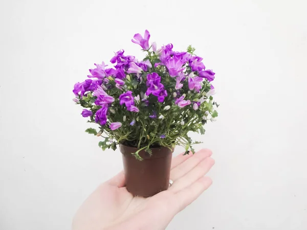 Uma Mão Segura Uma Panela Pequena Com Flores Roxas Azuis — Fotografia de Stock