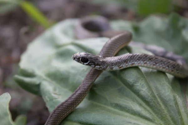 黒目の美しいヘビと自然の日に軽い腹部と背中のパターン — ストック写真