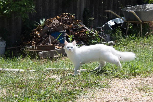 Fluffy White Cat Big Tail Blue Eyes Walks Summer Abandoned — Stock Photo, Image