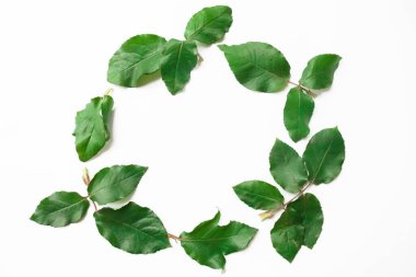 Beyaz arka planda tropikal yaprakları olan düz bir düzen. Kenarlardaki yaprak ve yaprakların yuvarlak çerçevesi, metin için alanı kopyala. 