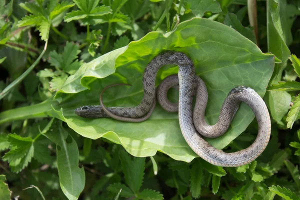 緑の葉のヘビは草の上を這う ヘビの生息地 ヘビの生活 ライフサイクル — ストック写真