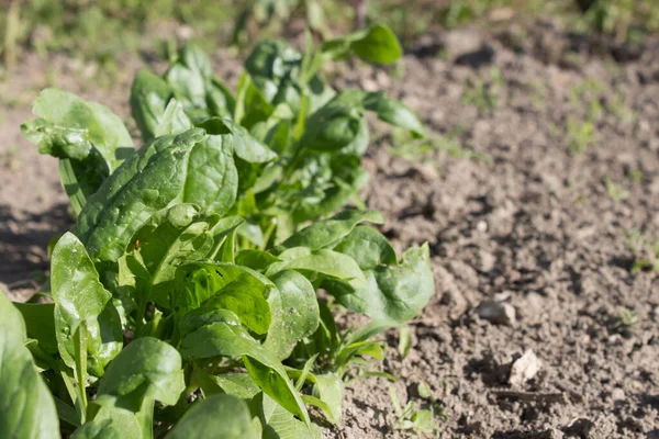 Spinach leaves grow in the garden beds, growing spinach in the garden.Green shoots of young spinach grows in row.