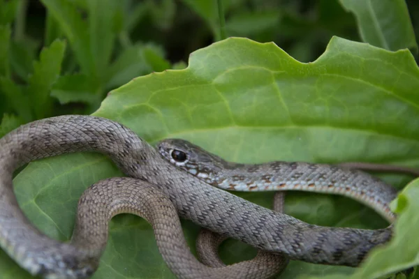 黒目の美しいヘビと自然の日に軽い腹部と背中のパターン — ストック写真