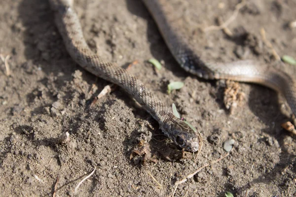若い灰色の茶色のヘビ トップビューとサイドビュー クローズアップ ヘビの黒い目 ヘビ毒の獲物 — ストック写真