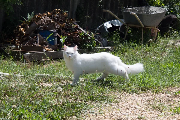 Fluffy Witte Kat Met Grote Staart Blauwe Ogen Wandelingen Zomer — Stockfoto