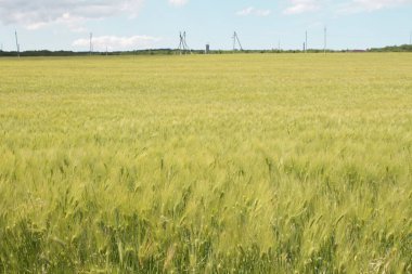  Yeşil buğday tarlası, güzel kırsal manzara, buğday yetiştirme, hasat öncesi taze buğday. Tarım kavramı.