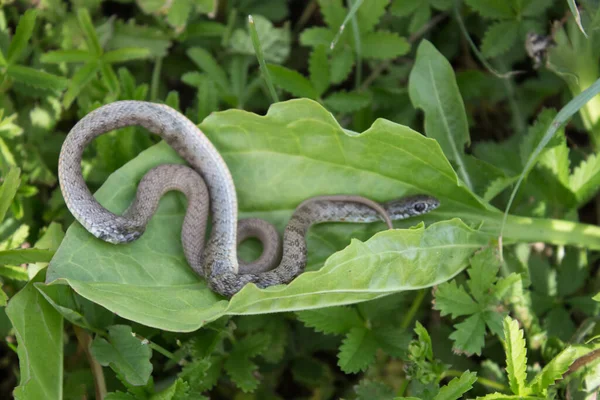 草の中の蛇が丸まってカメラを見る 葉の上に美しい小さなヘビ — ストック写真