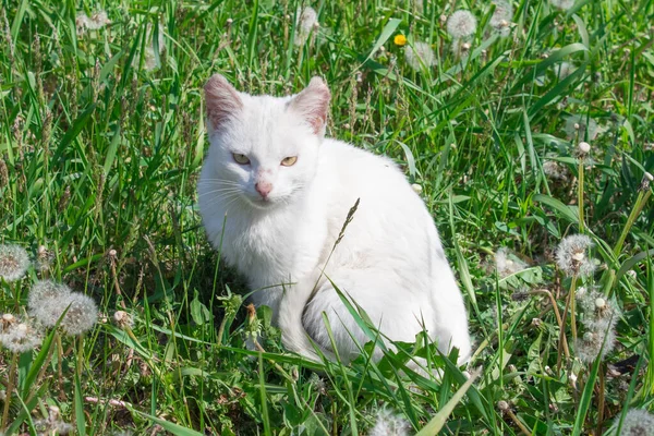 Бездомная Белая Кошка Ходит Летом Лугу Одуванчиками Концепция Ухода Животными — стоковое фото