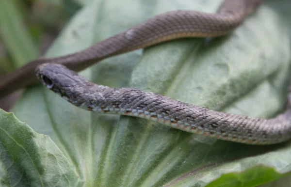 緑の葉のヘビは草の上を這う ヘビの生息地 ヘビの生活 ライフサイクル — ストック写真