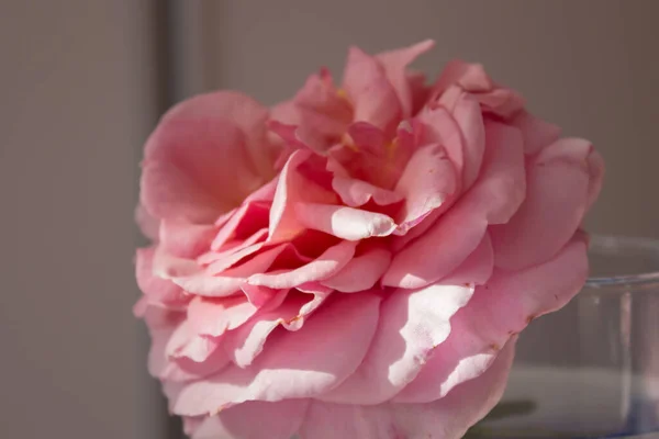 Delicate petals of pink pastel rose close-up, blooming rose. Valentines day background, pink rose macro, roses background.