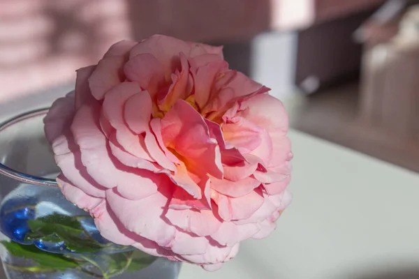 Mooie bloeiende roze roos in de zon met schaduwen close-up als achtergrond. Roze rozenblaadjes, blauwe vaas, kopieerruimte — Stockfoto