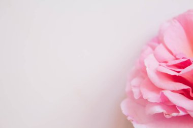 Pembe pastel gül yapraklarından yapılmış çerçeve, yakın plan, çiçek açan gül. Sevgililer Günü arkaplanı, kopyalama alanı, üst görünüm, düz görünüm