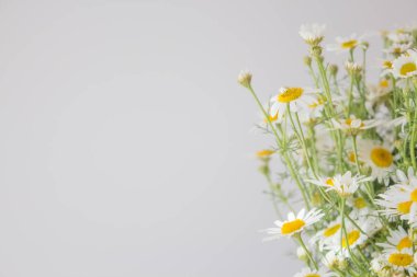  Papatya çayı için yakın plan fotokopi alanı. Tıbbi amaçlar ve sağlık için bir buket yaz papatyası..