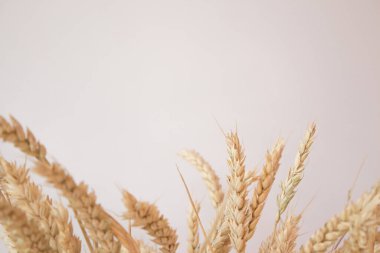 Beyaz arka planda buğday yakın plan modeli. Buğday toplama mevsimi, hasat festivali. Boşluğu kopyala.