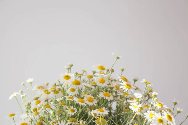 Camomille pour thé close-up avec espace de copie. Un bouquet de marguerites d'été à des fins médicales, pour la santé — Photo