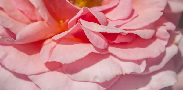 찬란하게 피어 오르는 분홍색의 아름다운 꽃들이 햇빛 속에서 배경으로 그림자를 드리우고 있었다. 분홍빛 장미 꽃잎, 파란 꽃병, 복사 공간 — 스톡 사진