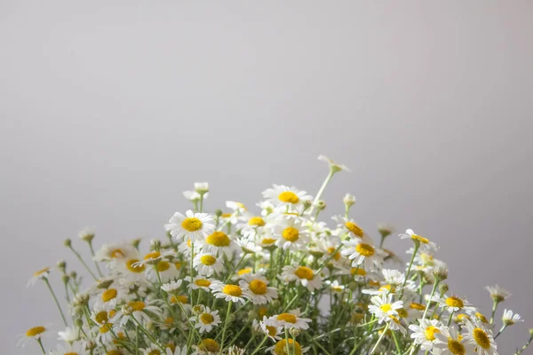 Chamomile large bouquet in a transparent vase closeup with copy space for text. Natural cosmetics on a camomile basis for young and mature skin. Healthy skin concept — Stock Photo, Image