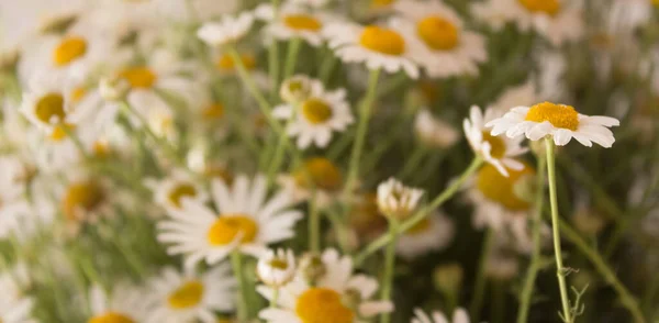 Kamille Voor Thee Close Met Kopieerruimte Een Ruiker Van Zomer — Stockfoto