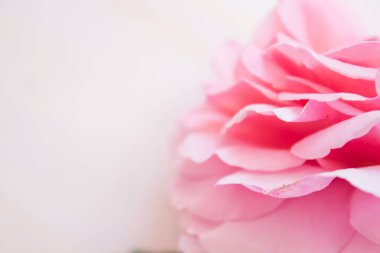 Pembe pastel gül yapraklarından yapılmış çerçeve, yakın plan, çiçek açan gül. Sevgililer Günü arkaplanı, kopyalama alanı, üst görünüm, düz görünüm