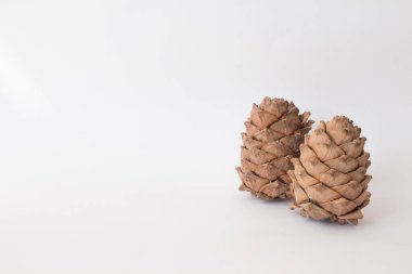 Beyaz arka planda Noel ağacı konilerinin olduğu minimalist bir kompozisyon. Şık tasarım için Xmas modeli