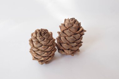 Beyaz arka planda Noel ağacı konilerinin olduğu minimalist bir kompozisyon. Şık tasarım için Xmas modeli.