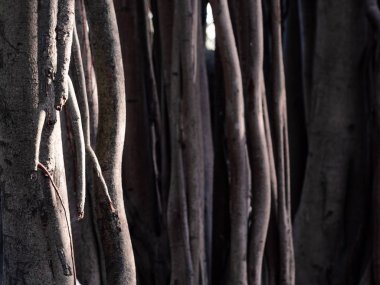 Closeup Hint inciri ağacı'nın hava kökleri. Sol tarafında keskinleştirme.