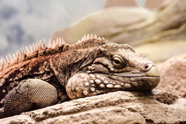 Kayanın üzerinde yalan sıkıcı suratlı kahverengi yetişkin iguana yakın çekim shot.