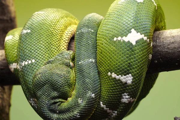 Huge green-scale snake, Emerald tree boa, curling around a wooden stick with visible head part on green background.