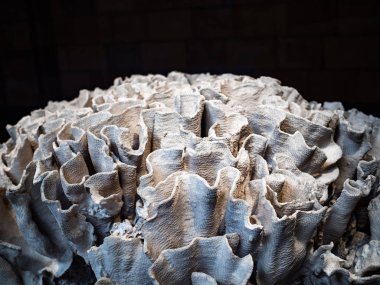 Siyah arka planda beyaza dönen ölü mercan.