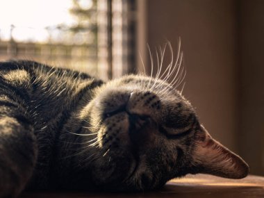 Closeup sekme kedi curling ve masada uyku.