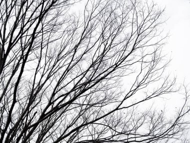 Yapraksız dalları ve beyaz gökyüzünde sakura ağacı dalları.