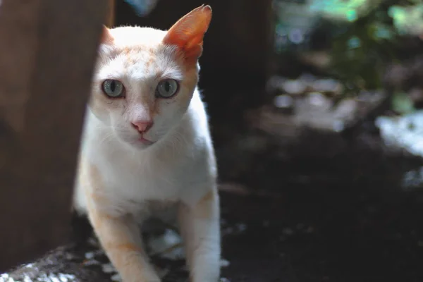 流浪蓝眼睛猫偷偷与惊讶的脸 — 图库照片