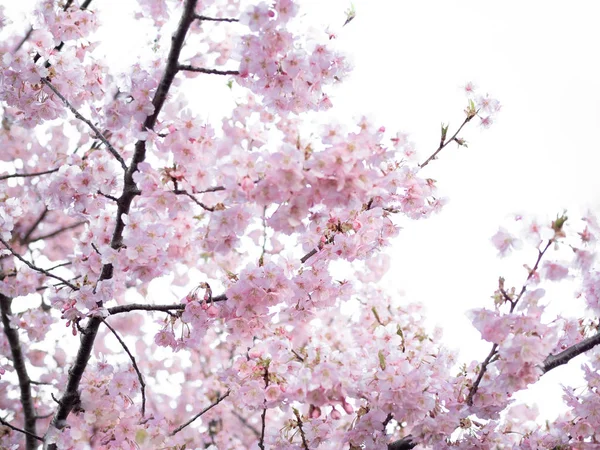 Цветение Сакуры Крупным Планом Видимыми Ветками Ветвями Белом Фоне — стоковое фото