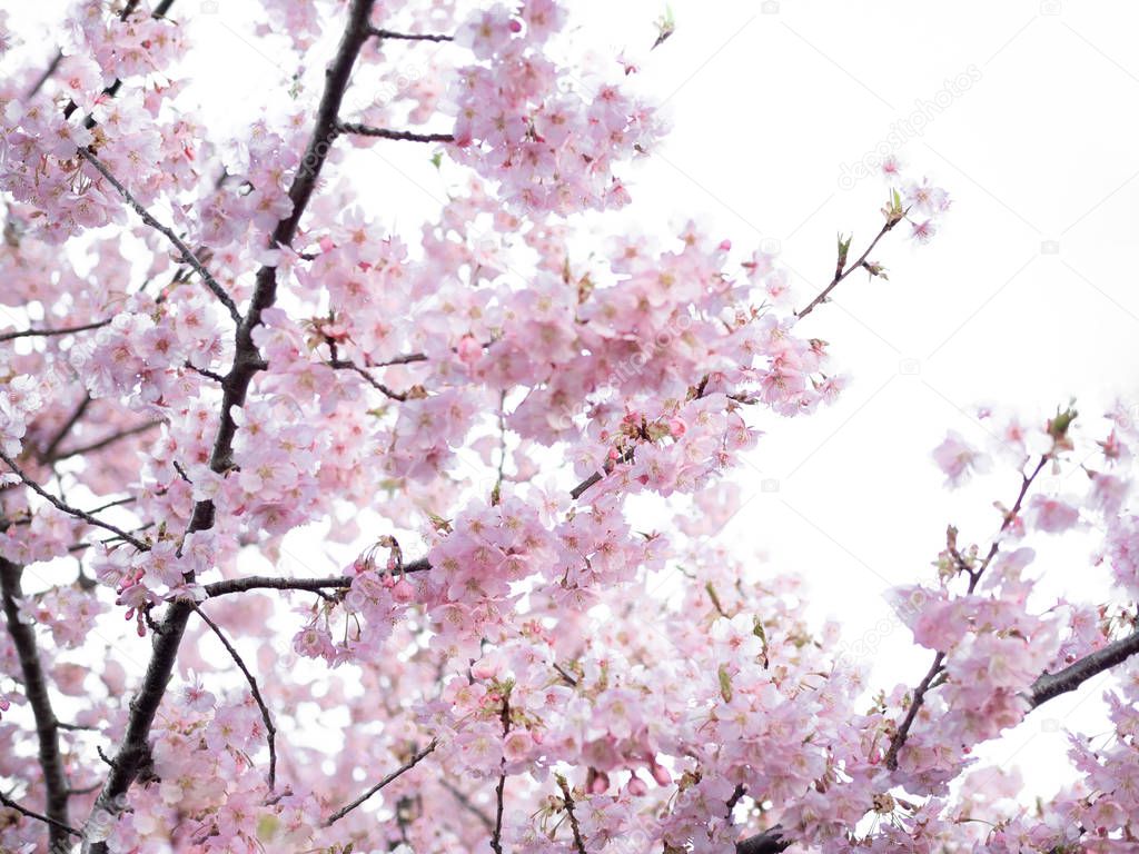 Closeup sakura blossom with visible twigs and branches on whiteout background.