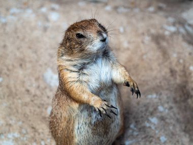 Kum zemin ve streching açık bacakları görünür uzun ve keskin pençeleri ile ayakta meraklı Çayır köpeği.