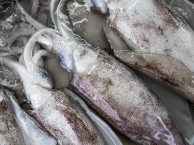 Tayland taze Pazar satışında gelince buzlu suda korunmuş ham kalamar.