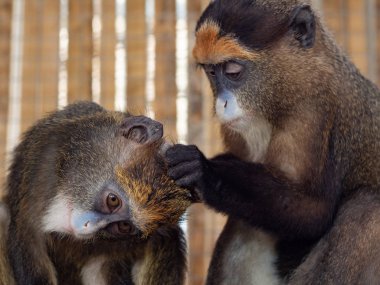 Genç De Brazza maymun pire başka birinin kafasına bulma.