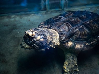 Eski aligator yakalama kaplumbağa yüzeyinin üzerinde baş ile sığ sularda daldırma.