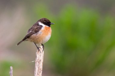 Taş kuşu. Küçük ve güzel doğa bireylerin.