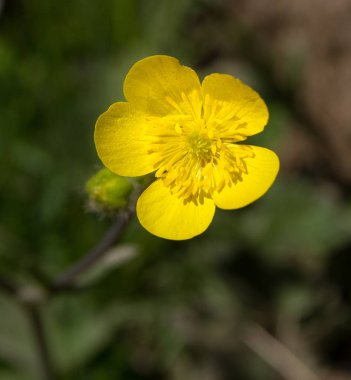 Sarı çiçek. Parlak, güzel, hem de hassas dayanıklı. 