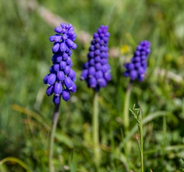Yabani sümbül. Mor Güzellik