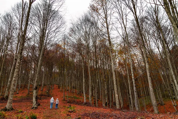 Forest walk in autumn. Fresh air and plenty of oxygen.