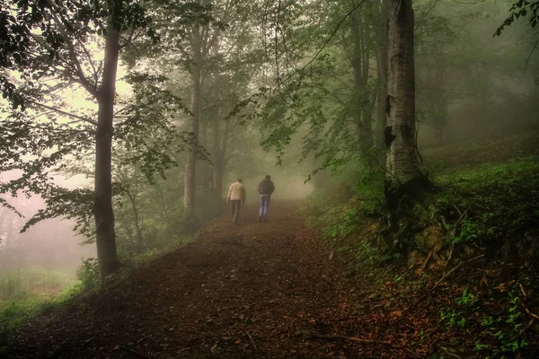 Walking in the foggy forest. Walking in the foggy forest. Fresh air and plenty of oxygen.