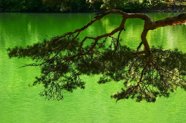 Kiefern See Farbenfrohe Und Lebendige Natur Viel Sauerstoff — Stockfoto