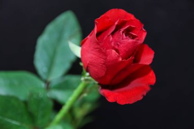 Kırmızı gül. Sevdiklerinize vermek en anlamlı çiçek.