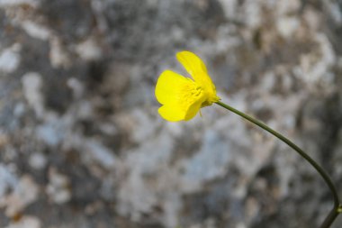 Sarı çiçek. Parlak, güzel, hem de hassas dayanıklı. 
