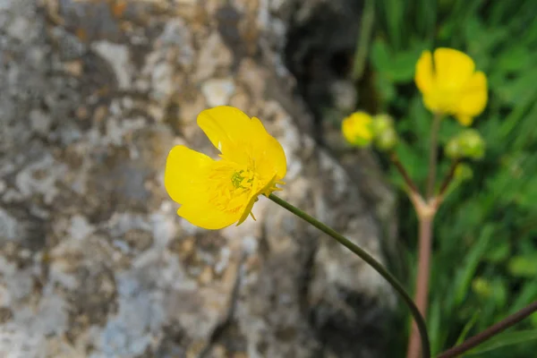 Жовта Квітка Яскравий Красивий Міцний Також Точний — стокове фото